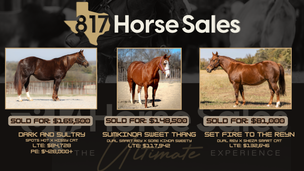 Welcome to 817 Horse Sales!