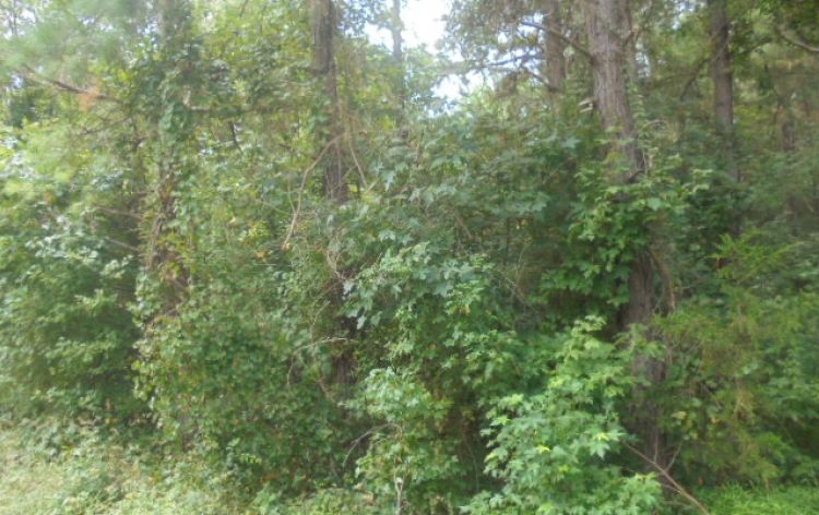 Image for SOLD 7.09 ACRES~GREENSBORO