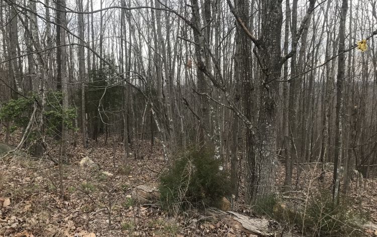 Image for SOLD-10.15 AC Tract on Needham’s Mountain~Seagrove