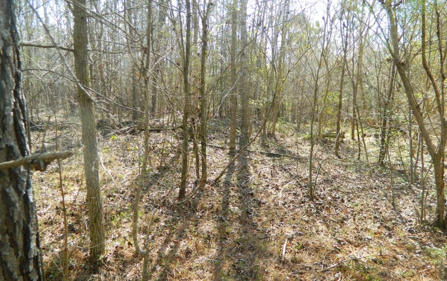 Image for SOLD~43 +/- ACRES OF LAND IN EAGLE SPRINGS