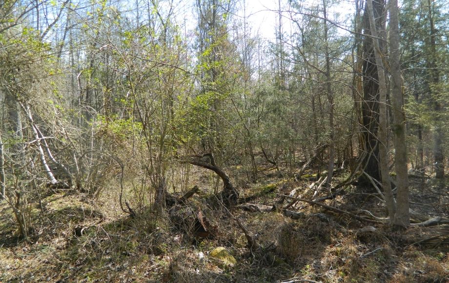 Image for SOLD~43 +/- ACRES OF LAND IN EAGLE SPRINGS