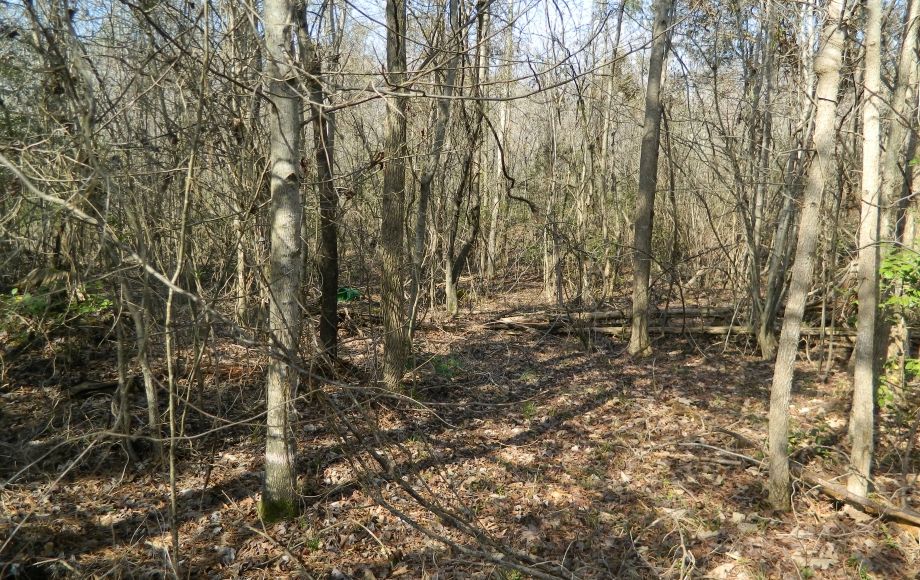 Image for SOLD~43 +/- ACRES OF LAND IN EAGLE SPRINGS