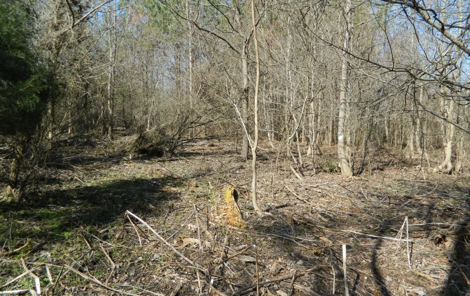 Image for SOLD~43 +/- ACRES OF LAND IN EAGLE SPRINGS