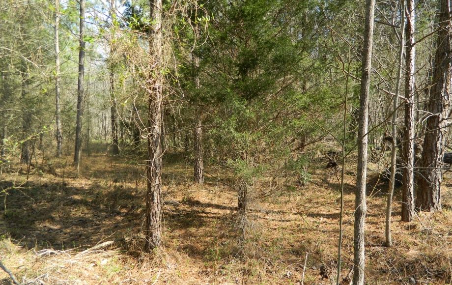 Image for SOLD~43 +/- ACRES OF LAND IN EAGLE SPRINGS