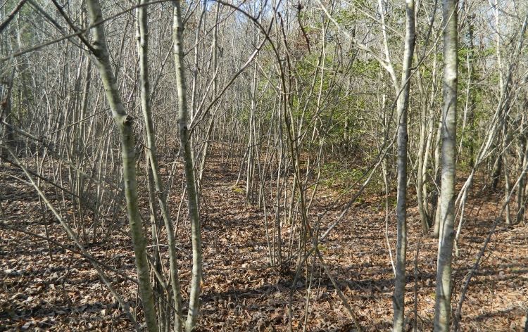 Image for SOLD~43 +/-  ACRES OF LAND IN EAGLE SPRINGS
