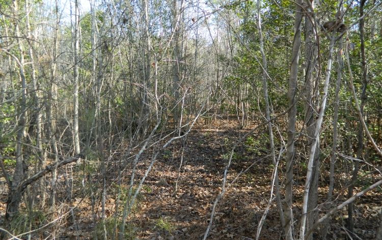 Image for SOLD~43 +/-  ACRES OF LAND IN EAGLE SPRINGS