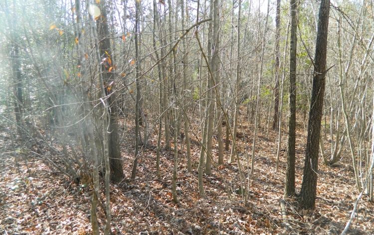 Image for SOLD~43 +/-  ACRES OF LAND IN EAGLE SPRINGS
