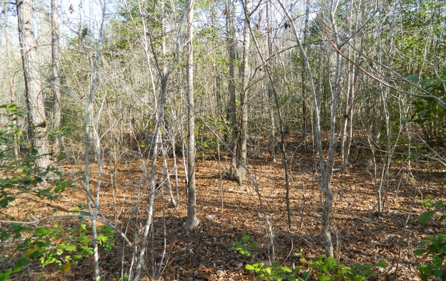 Image for SOLD~43 +/- ACRES OF LAND IN EAGLE SPRINGS