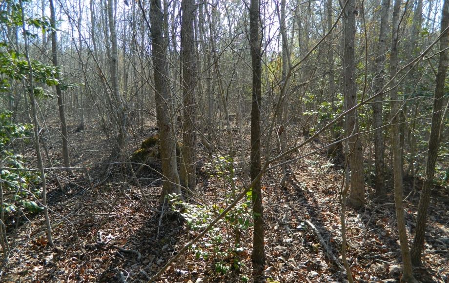 Image for SOLD~43 +/- ACRES OF LAND IN EAGLE SPRINGS