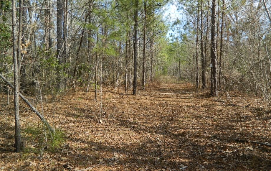 Image for SOLD~43 +/- ACRES OF LAND IN EAGLE SPRINGS