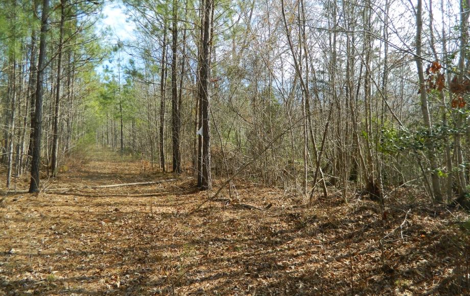 Image for SOLD~43 +/- ACRES OF LAND IN EAGLE SPRINGS