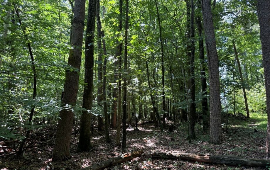 Image for FOR SALE~21.70 ACRES VACANT LAND~LIBERTY, NC