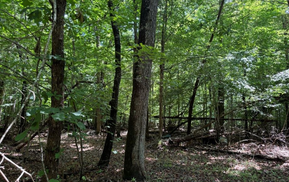 Image for FOR SALE~21.70 ACRES VACANT LAND~LIBERTY, NC
