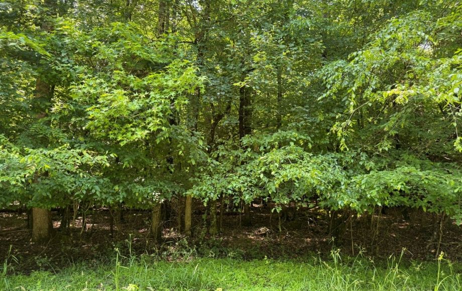 Image for FOR SALE~21.70 ACRES VACANT LAND~LIBERTY, NC