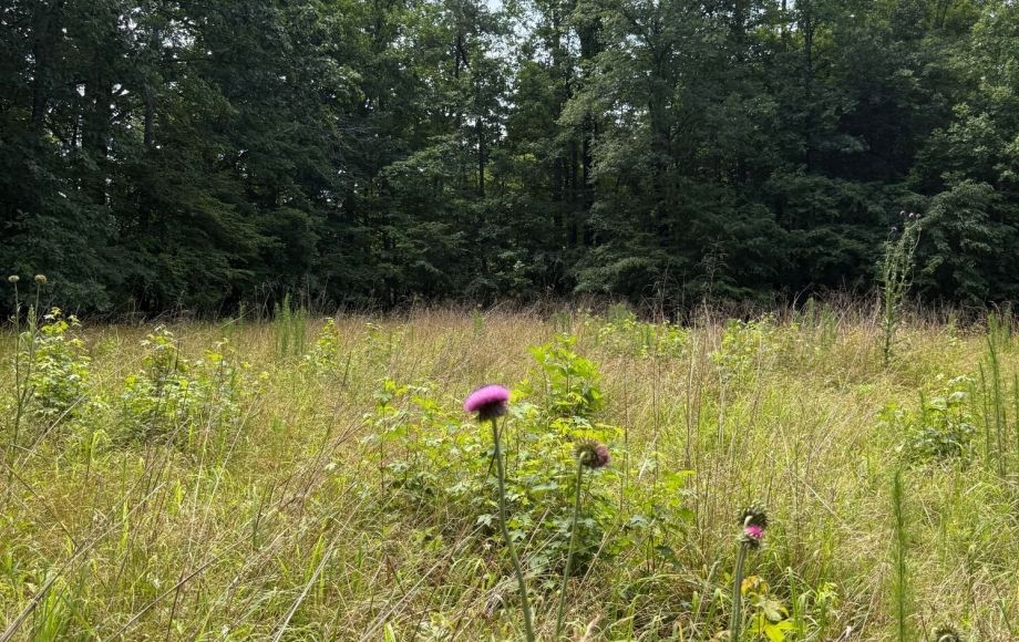 Image for FOR SALE~21.70 ACRES VACANT LAND~LIBERTY, NC