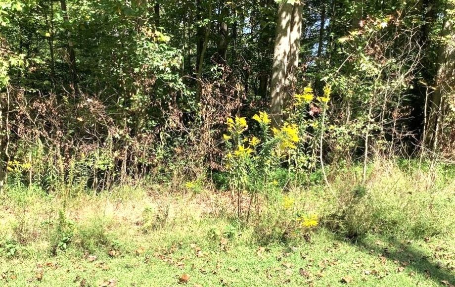 Image for FOR SALE AT AUCTION~5 ACRES~COLFAX