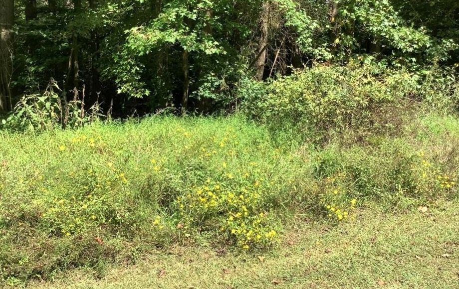 Image for FOR SALE AT AUCTION~5 ACRES~COLFAX