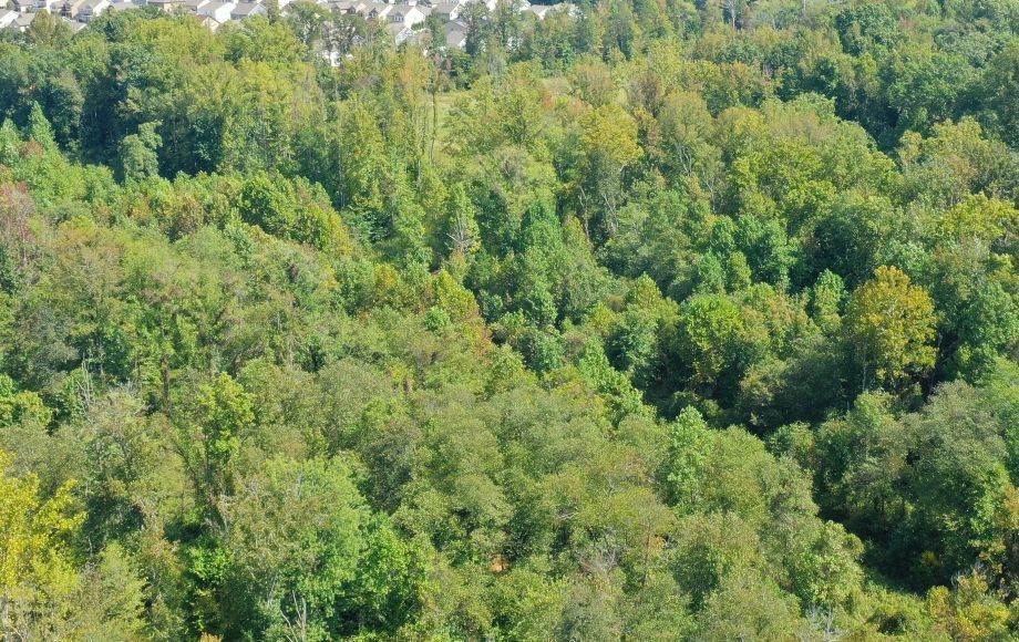 Image for FOR SALE AT AUCTION~5 ACRES~COLFAX