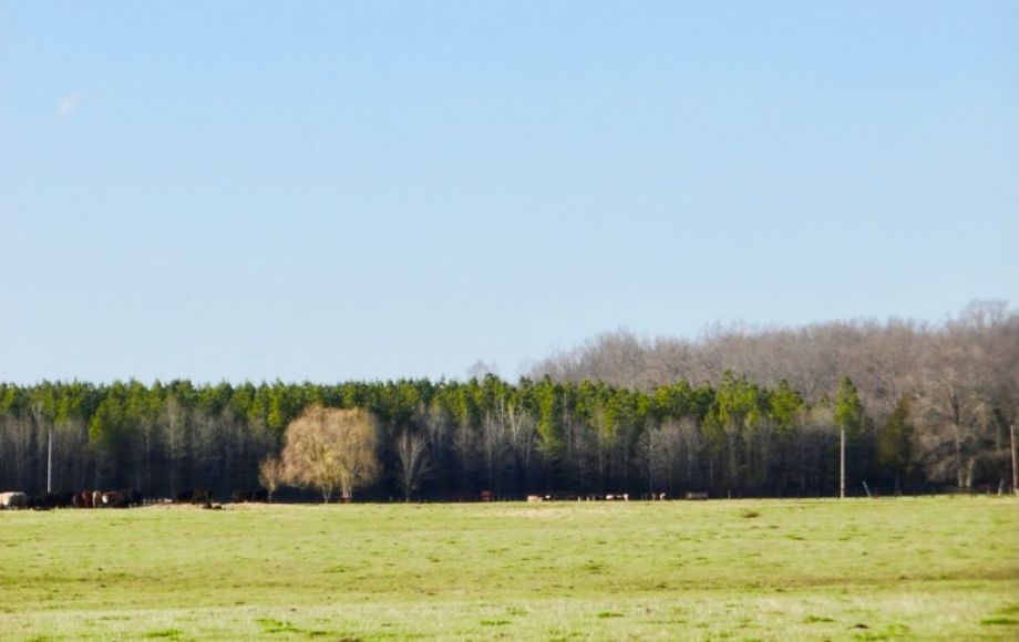 Image for 69.5 +/- Acres of Beautiful Land w/Barn, Fencing, Pond & Creek in Culpeper County, VA