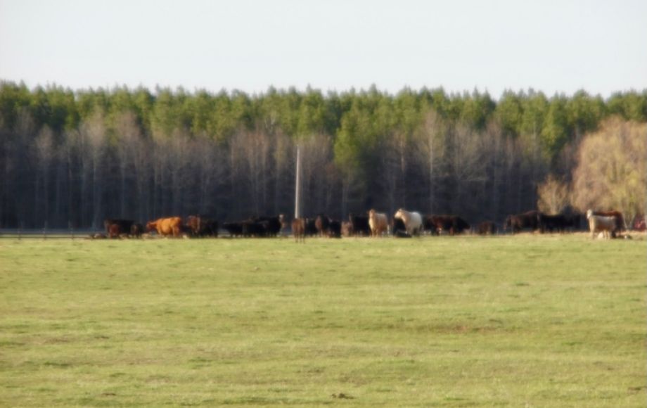 Image for 69.5 +/- Acres of Beautiful Land w/Barn, Fencing, Pond & Creek in Culpeper County, VA