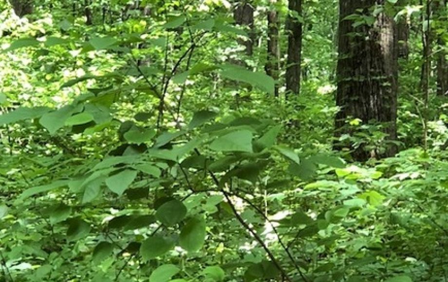 Image for 4.2 +/- Acre Wooded Building Lot w/Well—Selling to the Highest Bidder!!