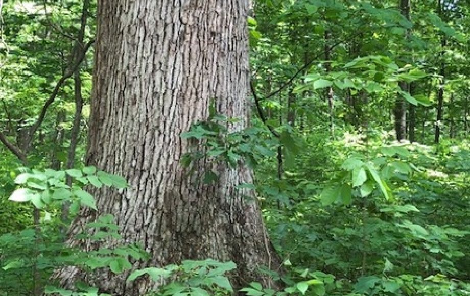 Image for 4.2 +/- Acre Wooded Building Lot w/Well—Selling to the Highest Bidder!!