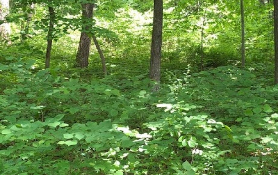 Image for 4.2 +/- Acre Wooded Building Lot w/Well—Selling to the Highest Bidder!!
