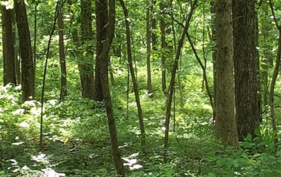 Image for 4.2 +/- Acre Wooded Building Lot w/Well—Selling to the Highest Bidder!!