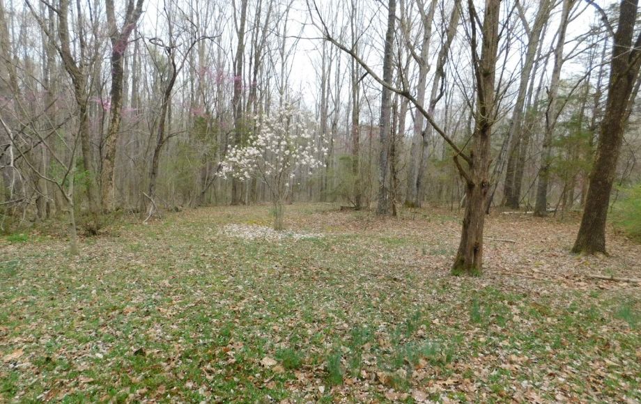 Image for 4 BR/2 BA Home on 4.8 +/- Wooded Acres in Orange County, VA—SELLS to the HIGHEST BIDDER!!