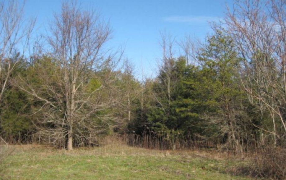 Image for 151 WOODED ACRES at ABSOLUTE AUCTION