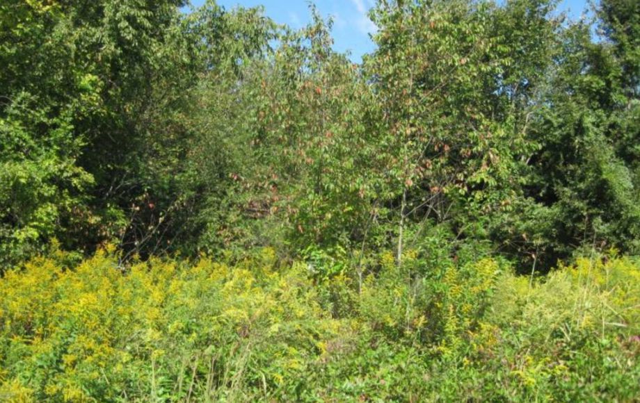 Image for 151 WOODED ACRES at ABSOLUTE AUCTION