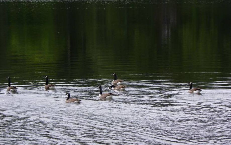 Image for 2 LAKE FRONT LOTS—ONLINE AUCTION ONLY