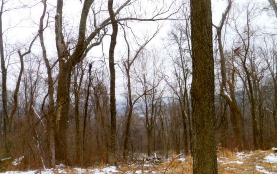 Image for 42 +/- ACRES in LOUDOUN COUNTY, VA