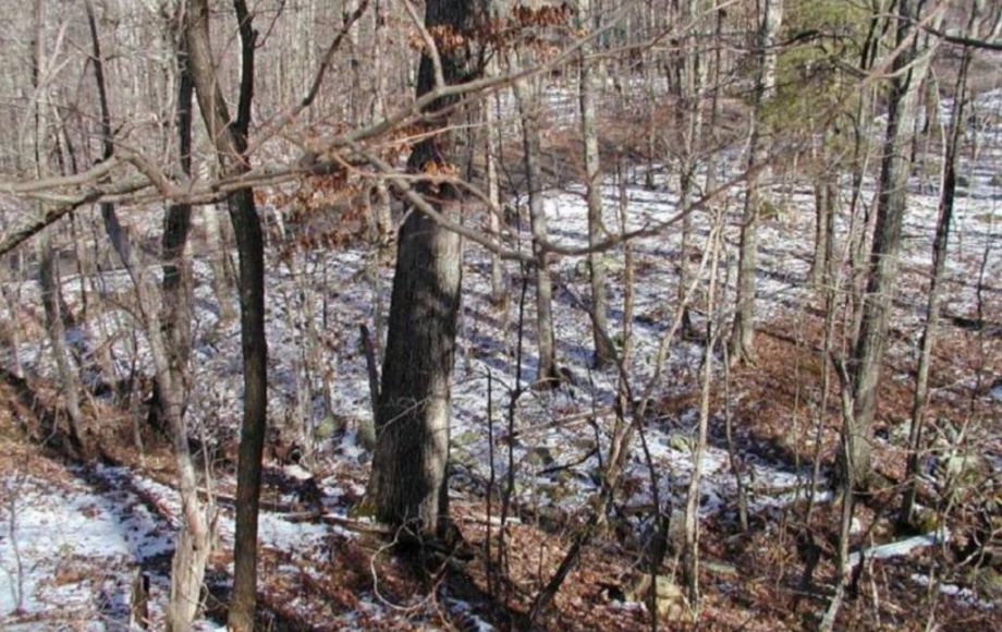 Image for 3 BR/2 BA HOME on 4+ ACRES