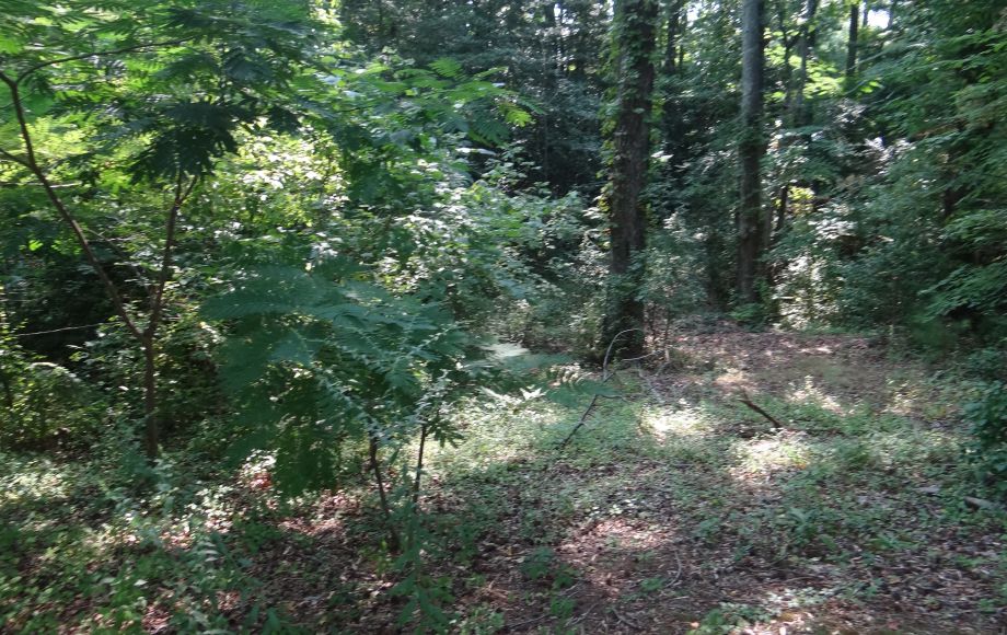 Image for 1+ ACRE WATERFRONT BUILIDNG LOT will be SOLD to the HIGHEST BIDDER