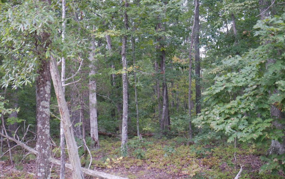 Image for 58 +/- HEAVILY WOODED ACRES in ORANGE COUNTY, VA