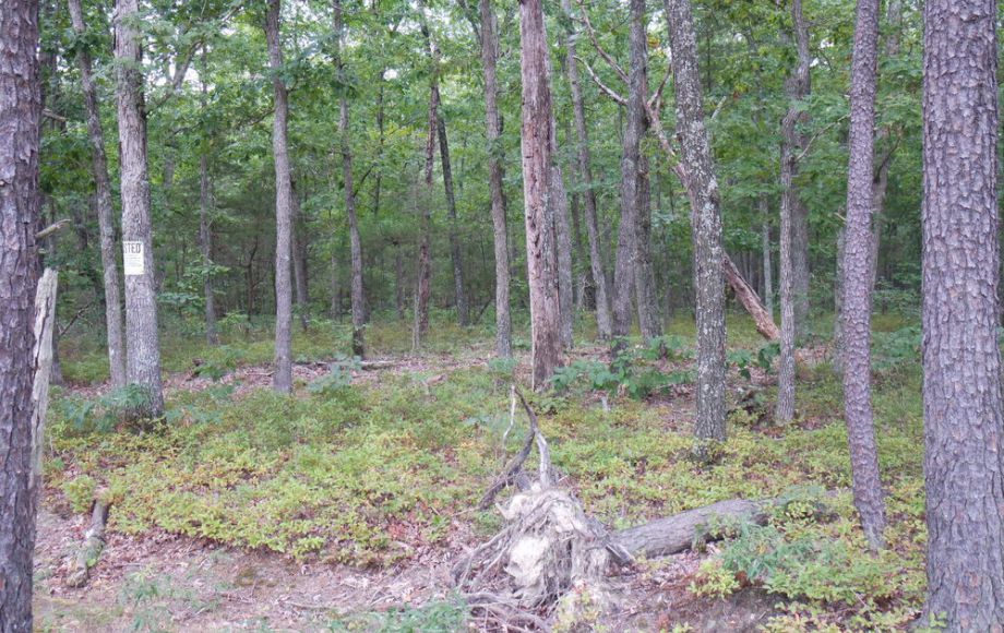 Image for 58 +/- HEAVILY WOODED ACRES in ORANGE COUNTY, VA
