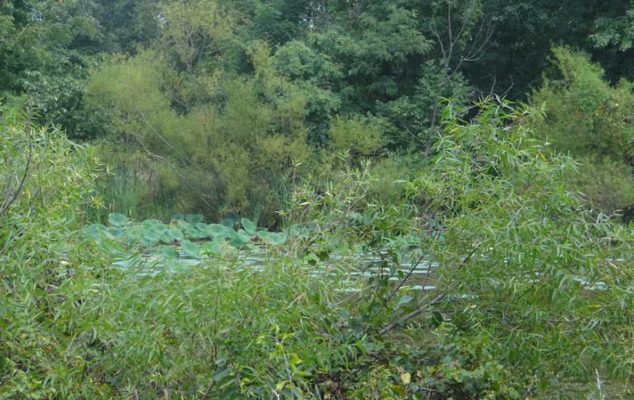 Image for 2 BR/1 BA HOME w/POND & GARAGE APARTMENT ON 14+ ACRES in LOUDOUN COUNTY, VA