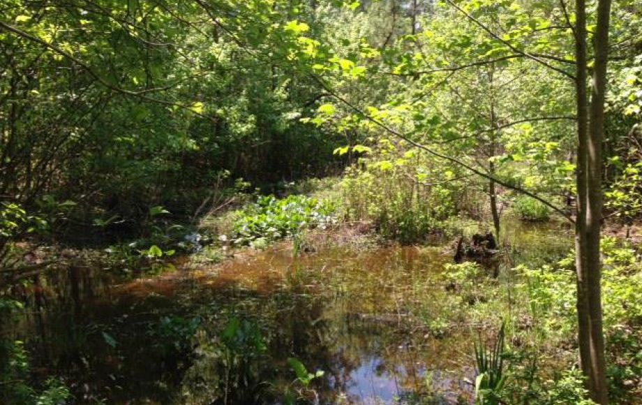 Image for ONLINE ONLY AUCTION—PICTURESQUE 13.98 +/- ACRES in HANOVER COUNTY, VA