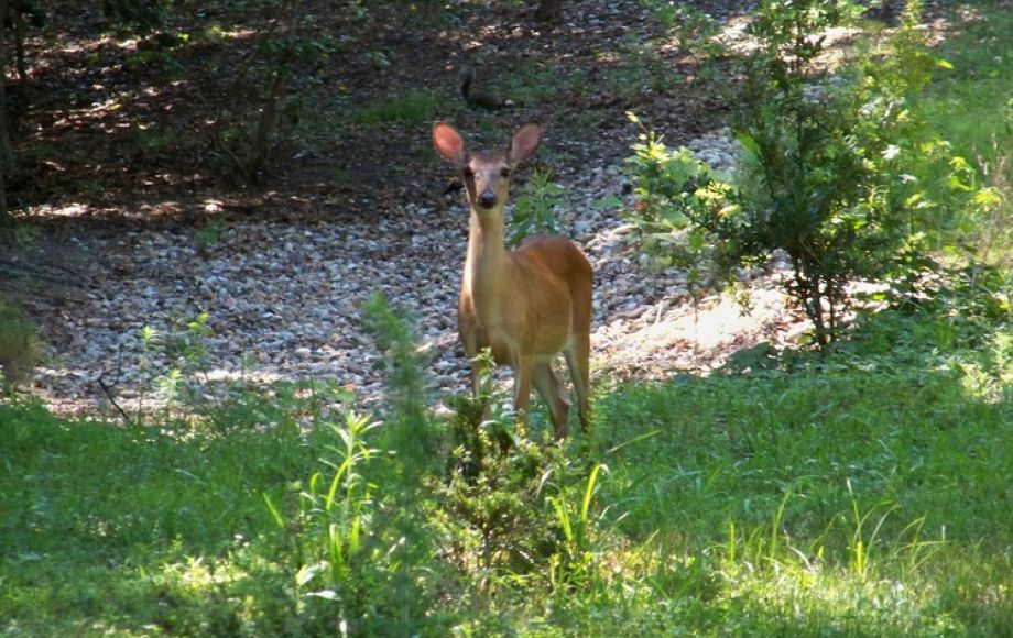Image for 4 BR/4 BA HOME on 4.6 +/- ACRES