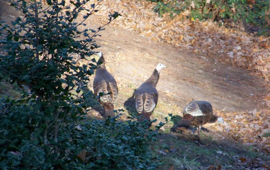 Image for 4 BR/4 BA HOME on 4.6 +/- ACRES