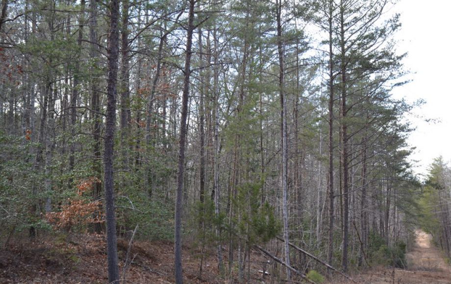 Image for 3 BR/2 BA HOME on 5 ACRES & EXTRA 5 ACRE BUILDING LOT