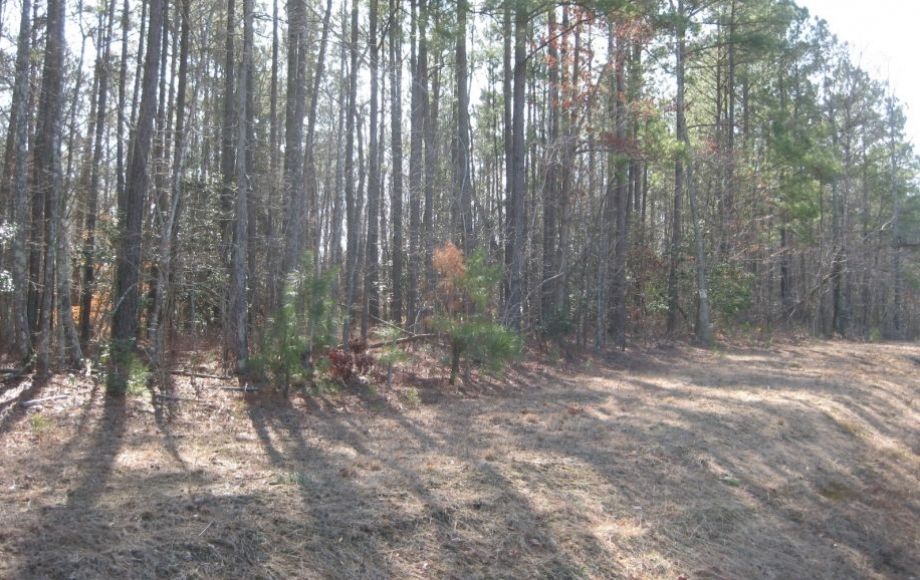Image for 8 BUILDING LOTS in SURRY COUNTY, VA - FROM 5 TO 9 ACRES - ONLINE BIDDING ONLY!!