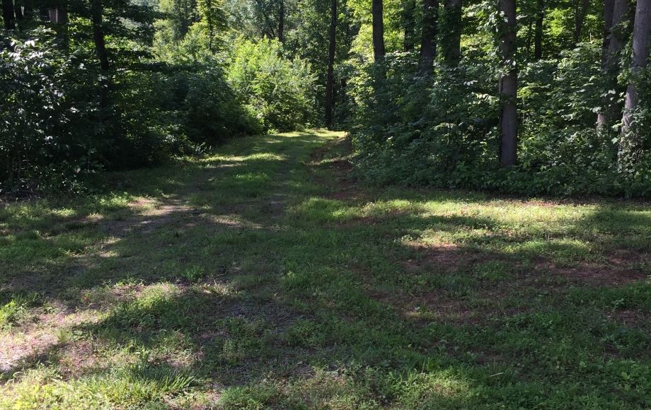 Image for 29 ACRES in the FOOTHILLS of the BLUE RIDGE MOUNTAINS in MADISON COUNTY, VA—ONLINE ONLY BIDDING