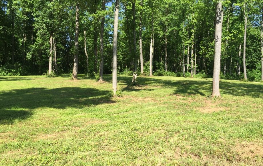 Image for 29 ACRES in the FOOTHILLS of the BLUE RIDGE MOUNTAINS in MADISON COUNTY, VA—ONLINE ONLY BIDDING