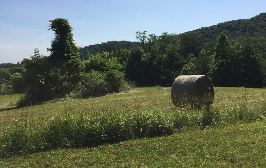 Image for 29 ACRES in the FOOTHILLS of the BLUE RIDGE MOUNTAINS in MADISON COUNTY, VA—ONLINE ONLY BIDDING