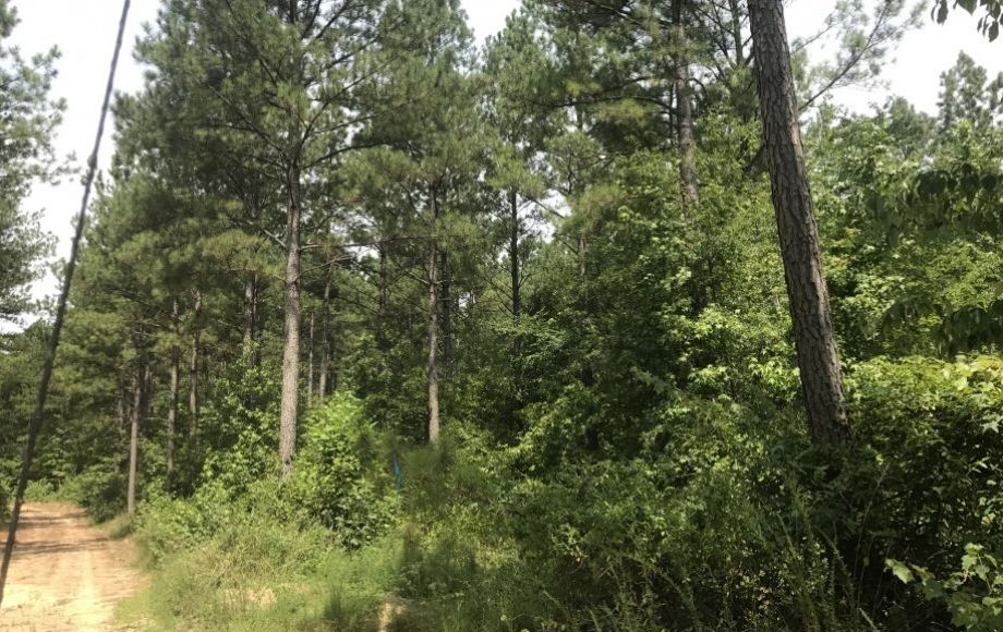 Image for 5 +/- Acre Timber Parcel—Sells to the Highest Bidder!!  ONLINE ONLY BIDDING!!