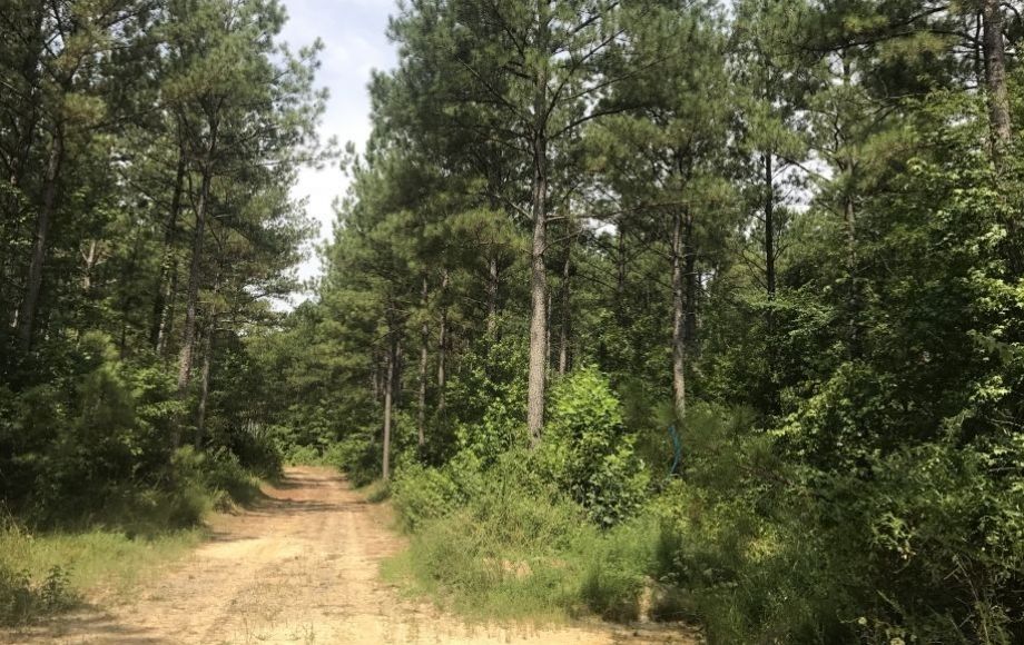 Image for 5 +/- Acre Timber Parcel—Sells to the Highest Bidder!!  ONLINE ONLY BIDDING!!