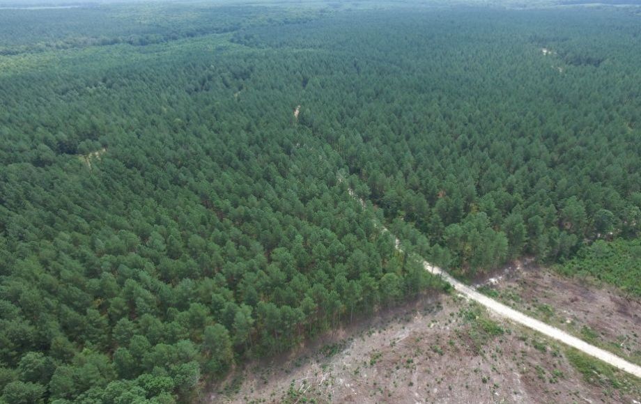 Image for 5 +/- Acre Timber Parcel—Sells to the Highest Bidder!!  ONLINE ONLY BIDDING!!