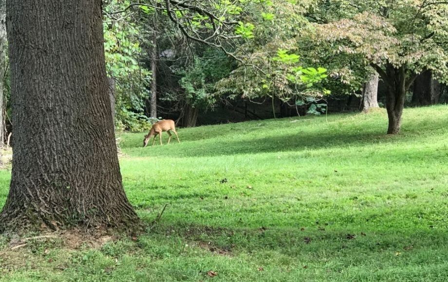 Image for 3 BR/1 BA Home on 2.3 +/- Acres in Loudoun County, VA